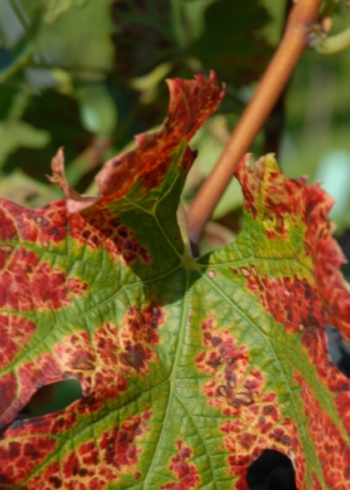 Merlot Blatt 17